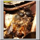 Osmia bicornis - Rote Mauerbiene 23.jpg